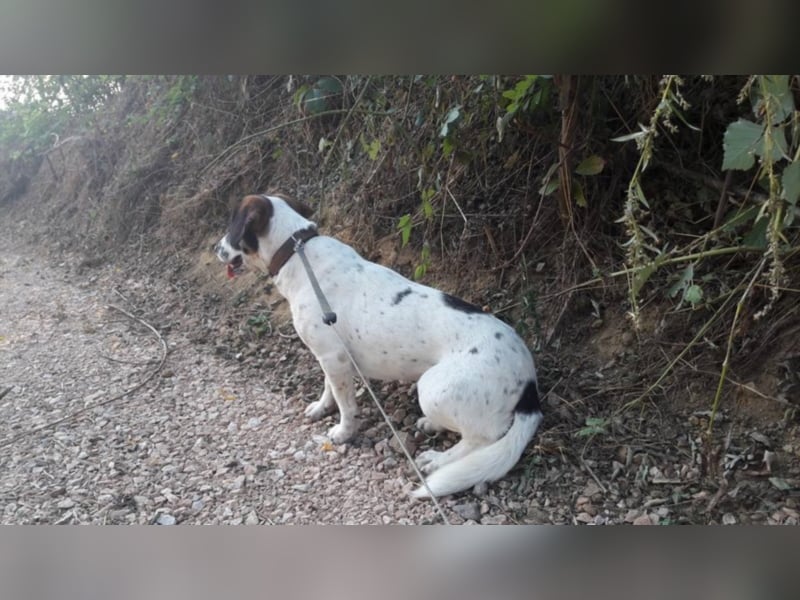 Rosa - toller Zweithund