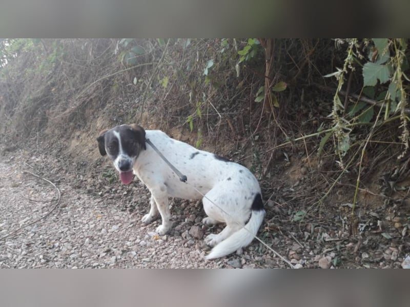 Rosa - toller Zweithund