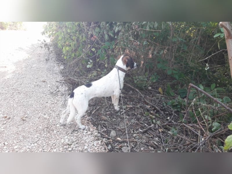 Rosa - toller Zweithund