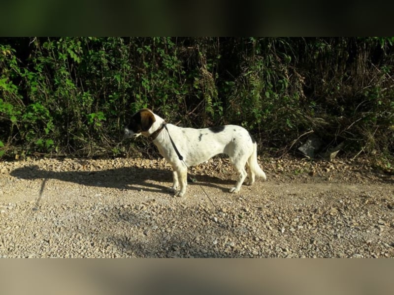 Rosa - toller Zweithund