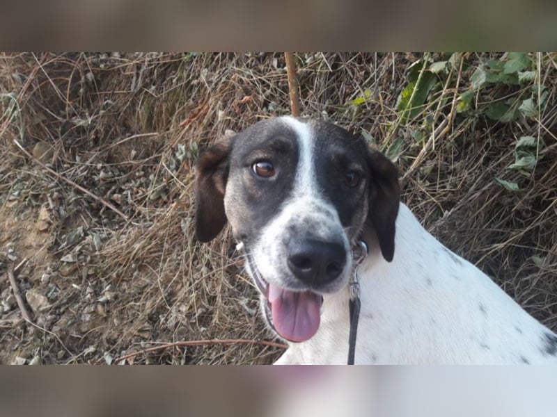 Rosa - toller Zweithund