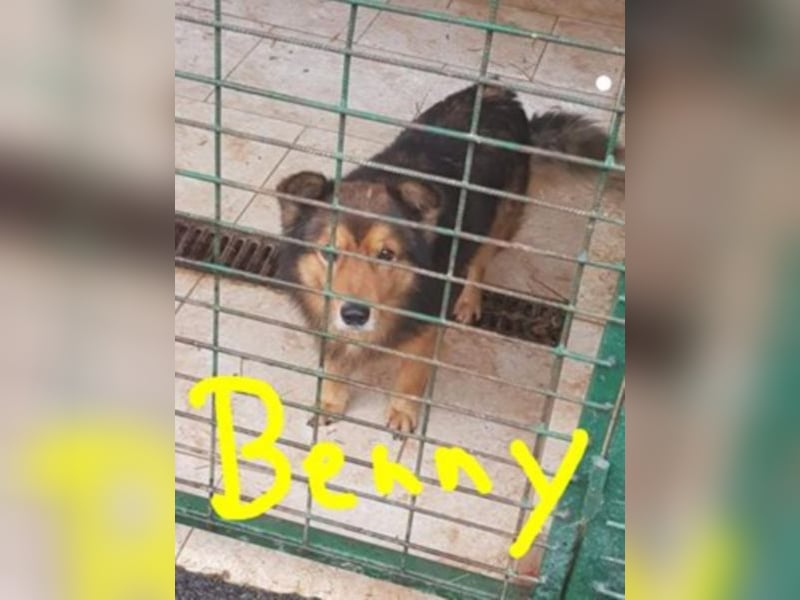 Unser Benny wünscht sich seine eigene Familie