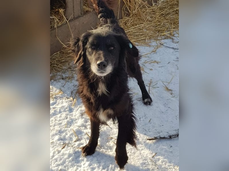 Verschiedene Tierschutzhunde hoffen auf ein Zuhausw