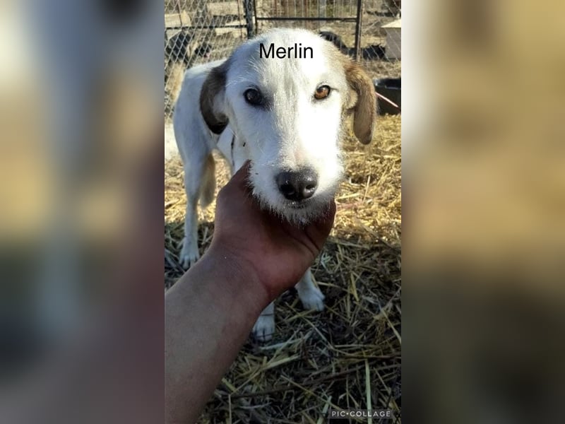 Verschiedene Tierschutzhunde hoffen auf ein Zuhausw