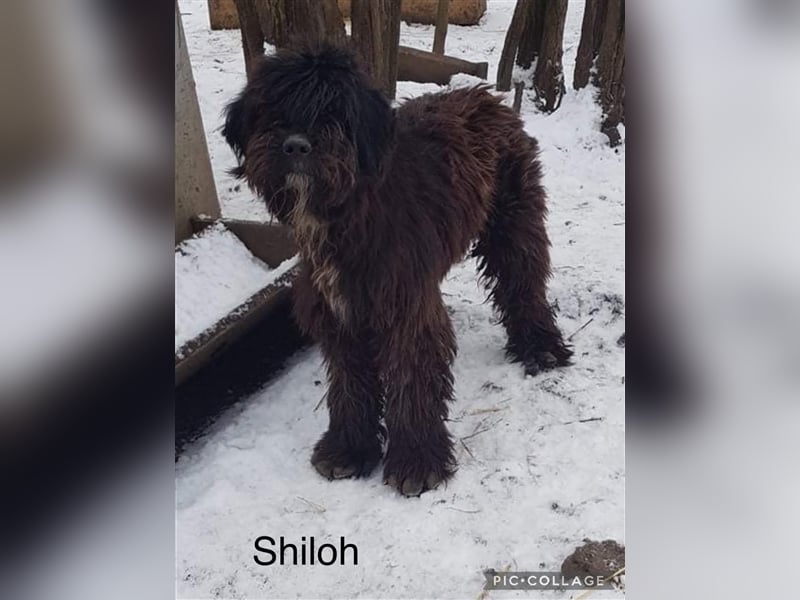 Verschiedene Tierschutzhunde hoffen auf ein Zuhausw