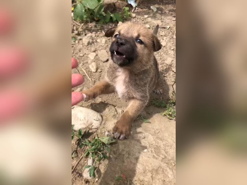 ▪️ Apanache▪️ wie vel ist ein kleines Hundeleben in Rumänien wert.??Im Zweifelfall garnichts!