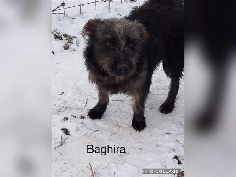 Verschiedene Tierschutzhunde hoffen auf ein Zuhausw