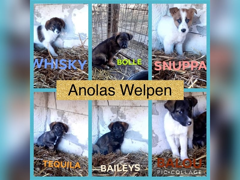Verschiedene Tierschutzhunde hoffen auf ein Zuhausw