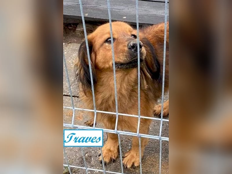 Verschiedene Tierschutzhunde hoffen auf ein Zuhausw
