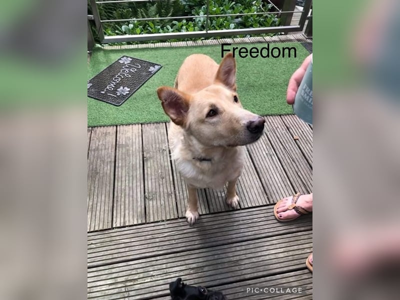 Verschiedene Tierschutzhunde hoffen auf ein Zuhausw