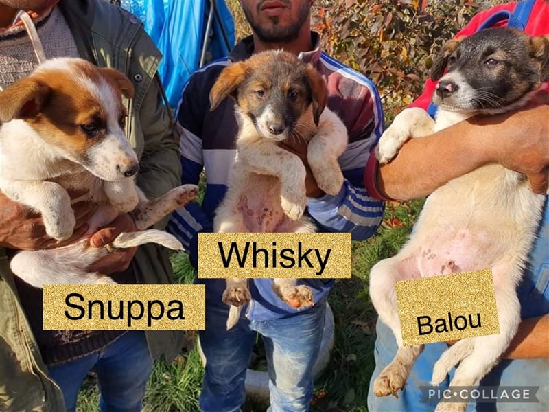 Verschiedene Tierschutzhunde hoffen auf ein Zuhausw