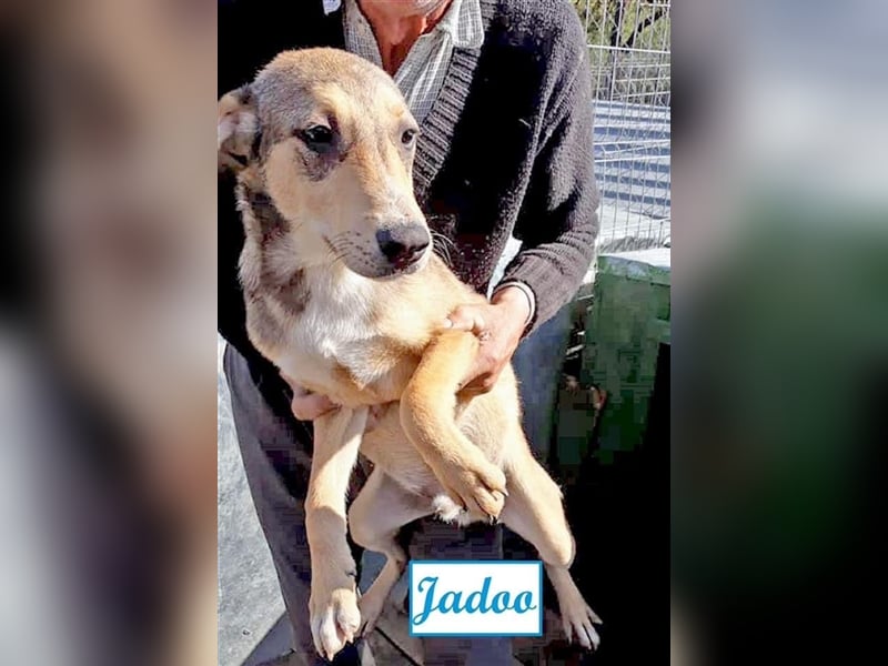 Verschiedene Tierschutzhunde hoffen auf ein Zuhausw