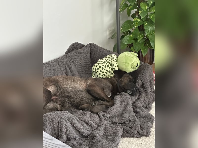 Labrador Mischling, Hündin,  4,5 Jahre