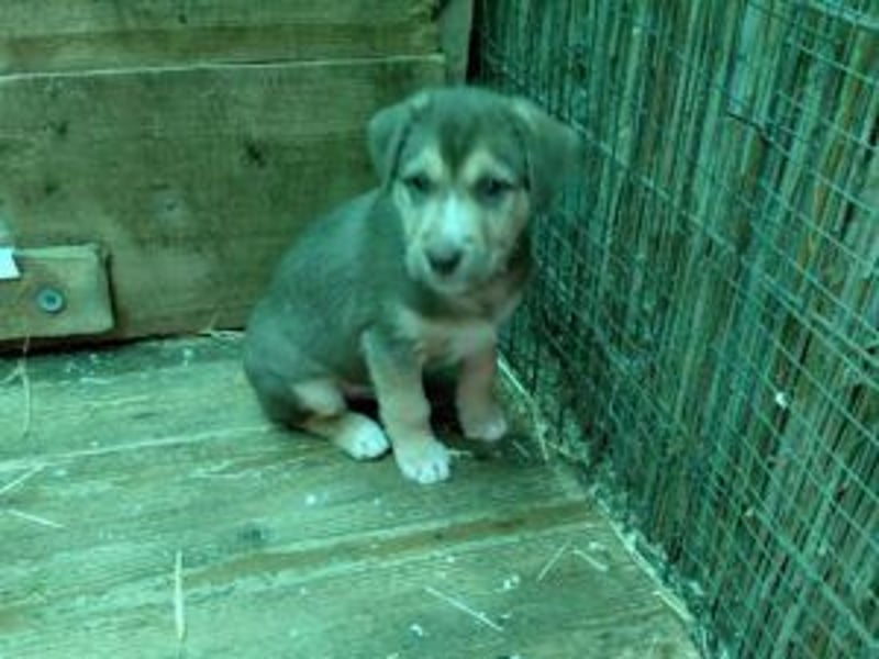 Merlin aufgeweckter Welpe