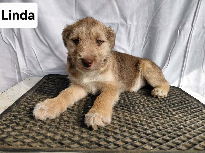 Linda , lebhaftes Hundemädchen