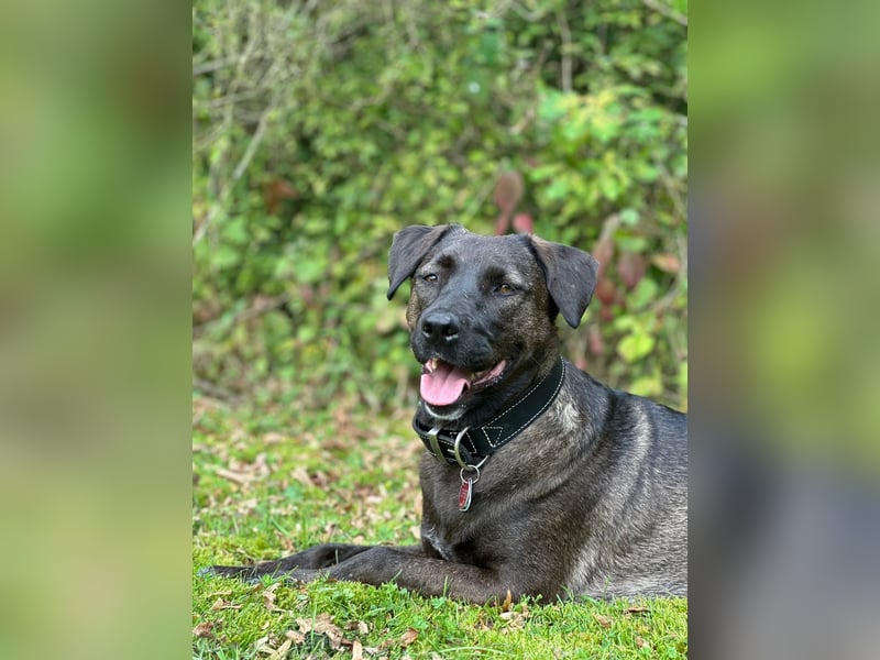 Labrador Mischling, Hündin,  4,5 Jahre