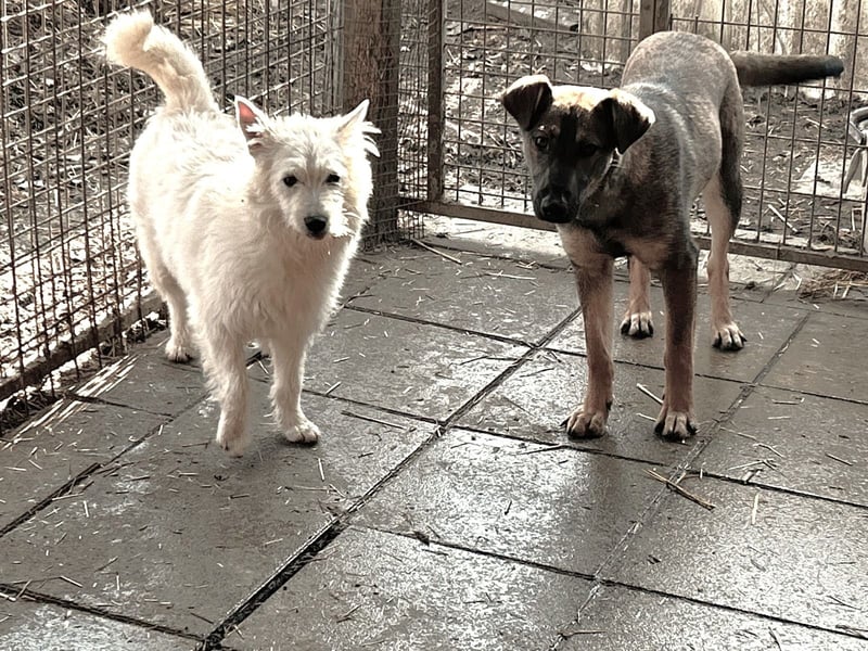 Blickfang Flocke sucht ihr zuhause