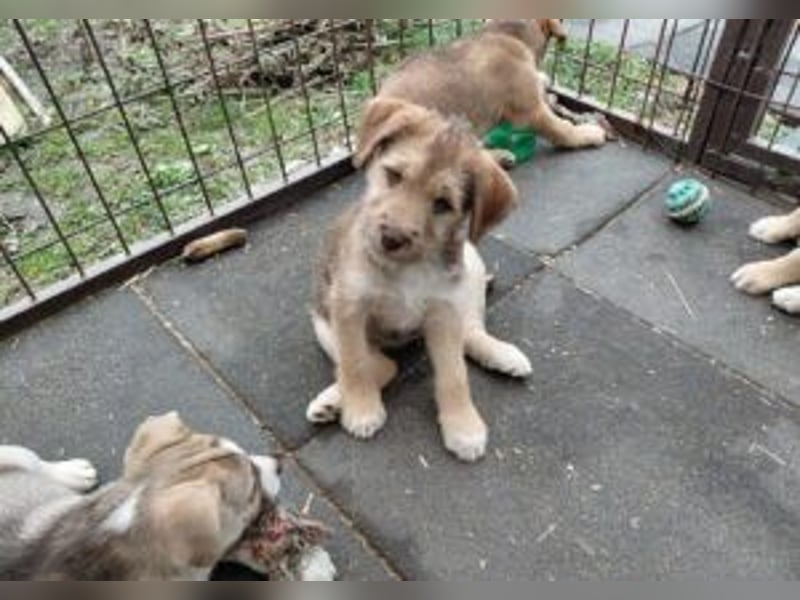 Linda , lebhaftes Hundemädchen