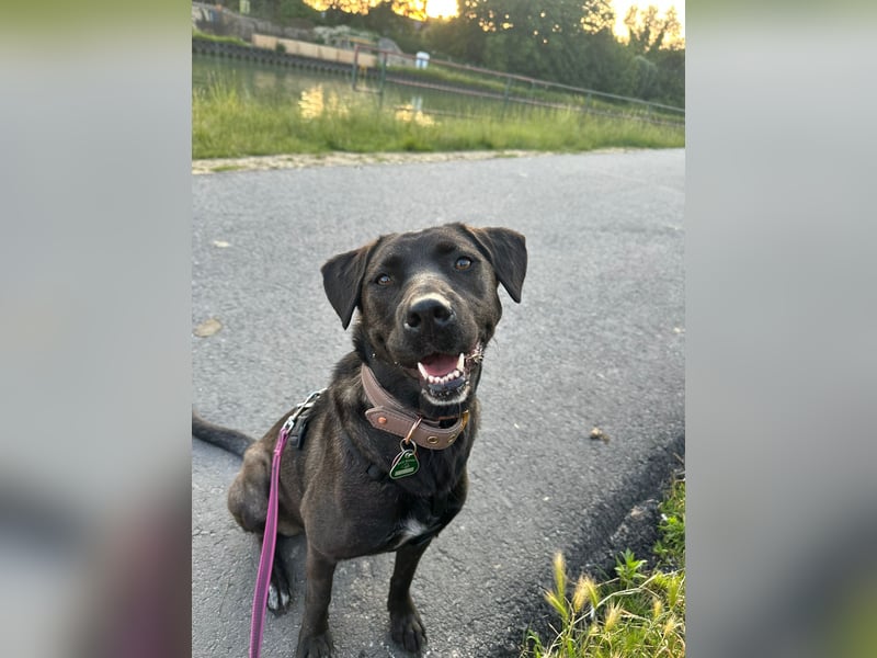 Labrador Mischling, Hündin,  4,5 Jahre