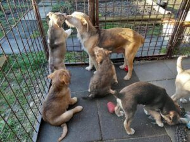 Merlin aufgeweckter Welpe