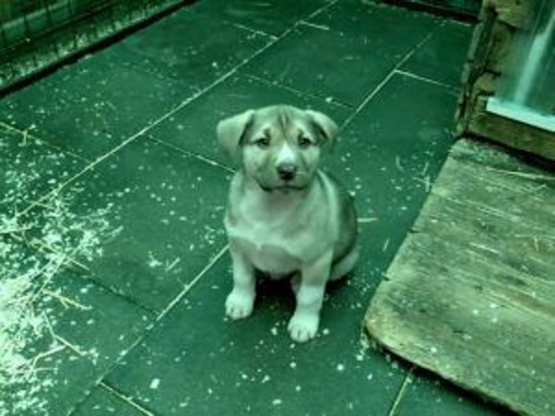 *RESERVIERT*Finn kleiner Lausbub