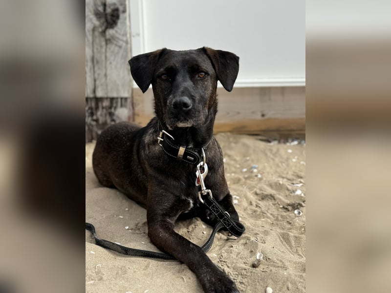 Labrador Mischling, Hündin,  4,5 Jahre