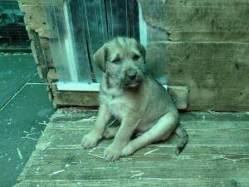 Buzz verspielter Welpe