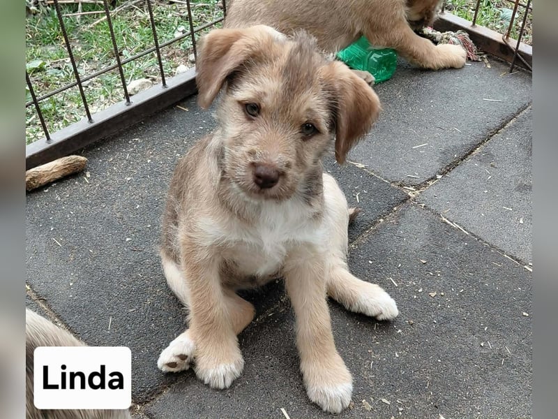 Linda , lebhaftes Hundemädchen