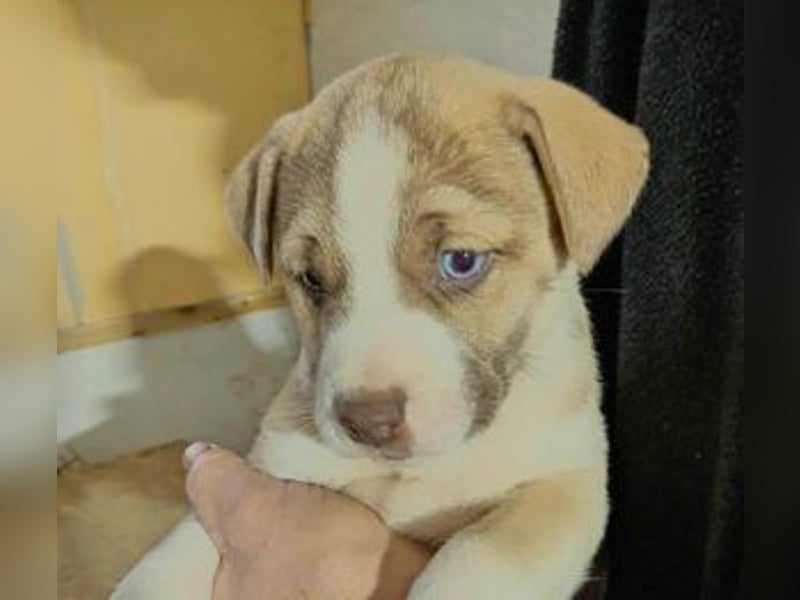 Anka 'die Anmutige' auf der zuche nach Ihrem Herzensmenschen