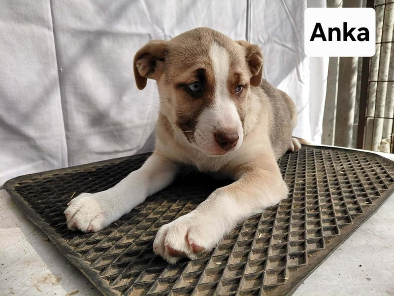 Anka 'die Anmutige' auf der zuche nach Ihrem Herzensmenschen