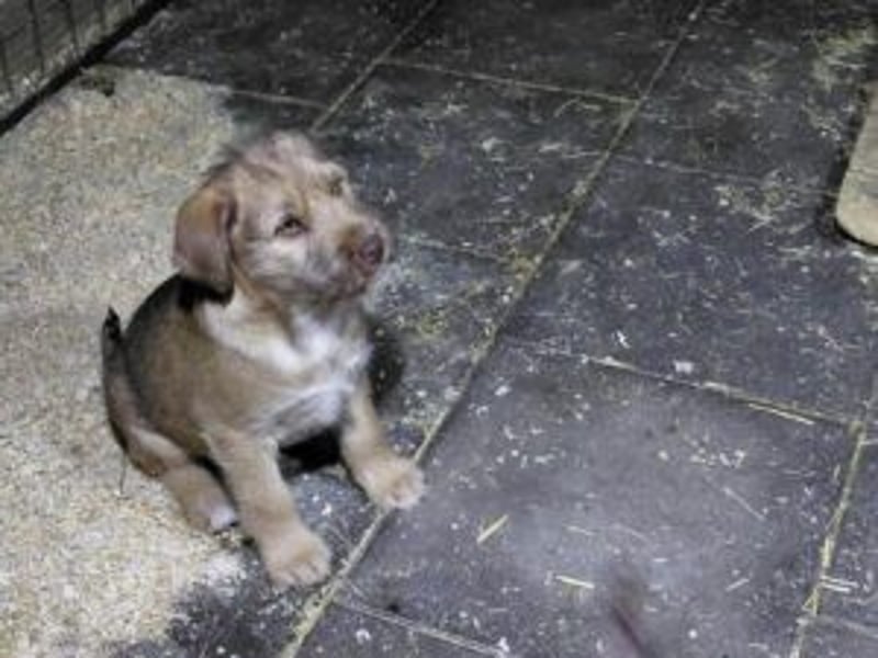 Buzz verspielter Welpe