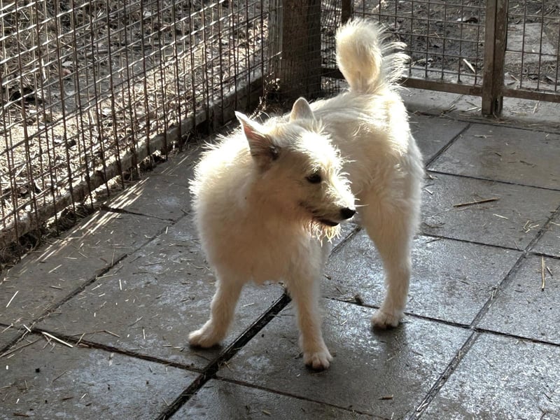 Blickfang Flocke sucht ihr zuhause