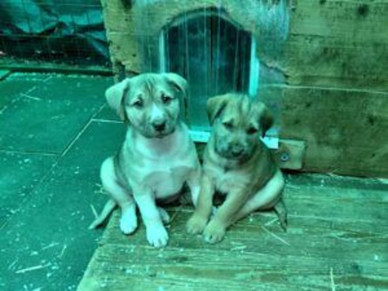 *RESERVIERT*Finn kleiner Lausbub