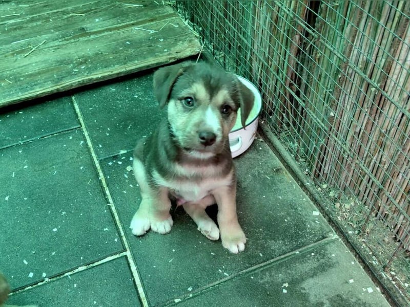 Merlin aufgeweckter Welpe