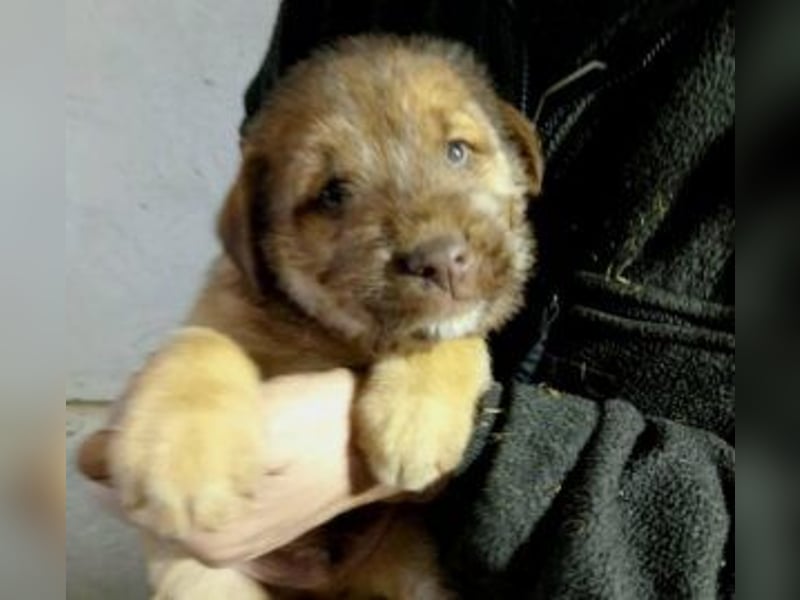 Buzz verspielter Welpe