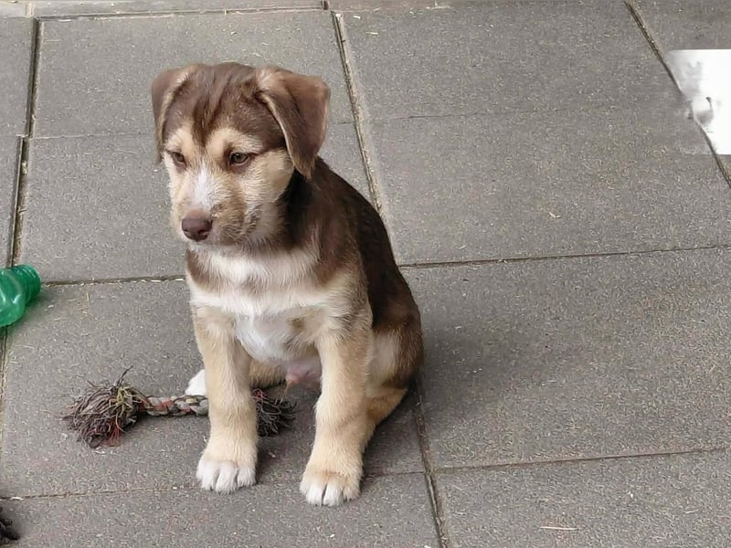 Merlin aufgeweckter Welpe