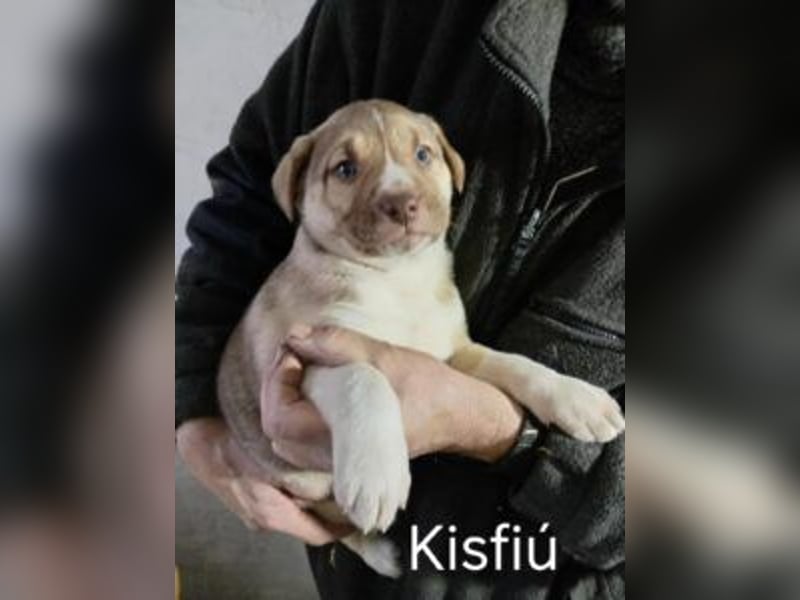 *RESERVIERT*Finn kleiner Lausbub