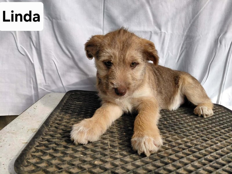 Linda , lebhaftes Hundemädchen