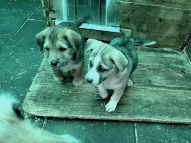 Anka 'die Anmutige' auf der zuche nach Ihrem Herzensmenschen