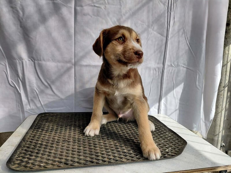 Merlin aufgeweckter Welpe