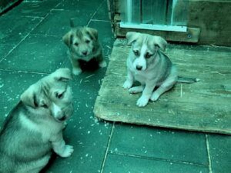 *RESERVIERT*Finn kleiner Lausbub