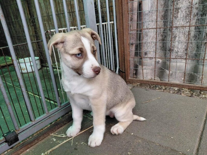 Anka 'die Anmutige' auf der zuche nach Ihrem Herzensmenschen