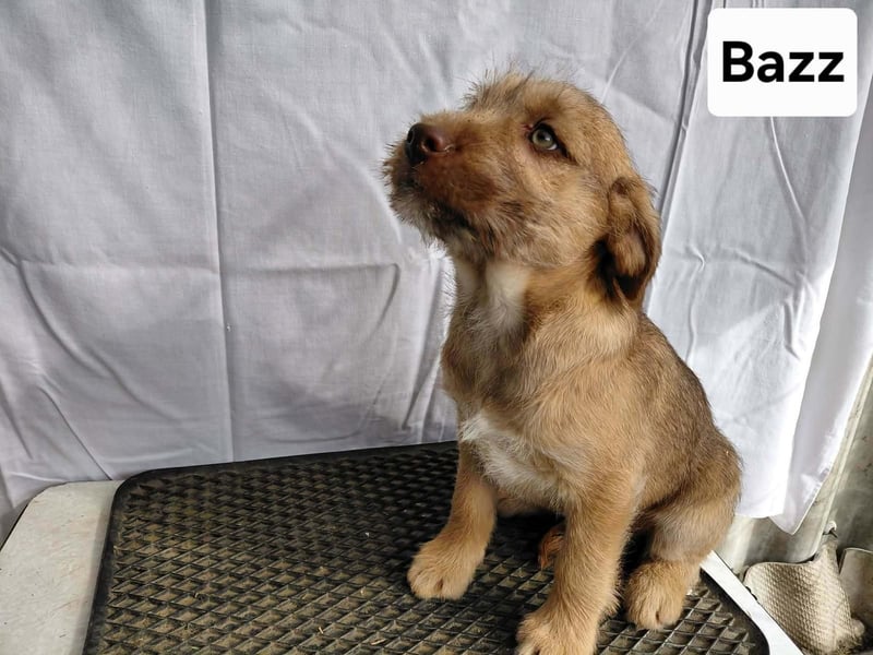 Buzz verspielter Welpe