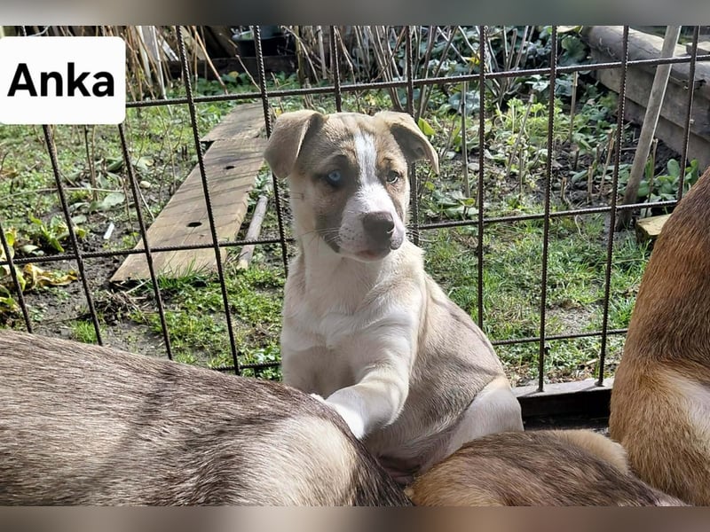 Anka 'die Anmutige' auf der zuche nach Ihrem Herzensmenschen