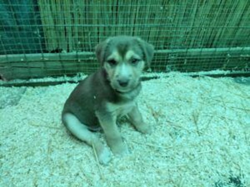 Merlin aufgeweckter Welpe