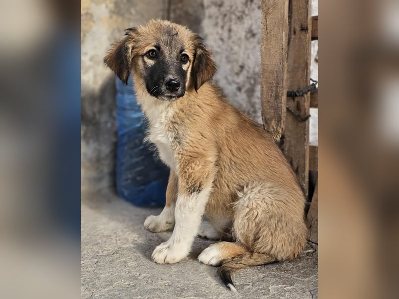 Cody - Familienanschluss gesucht