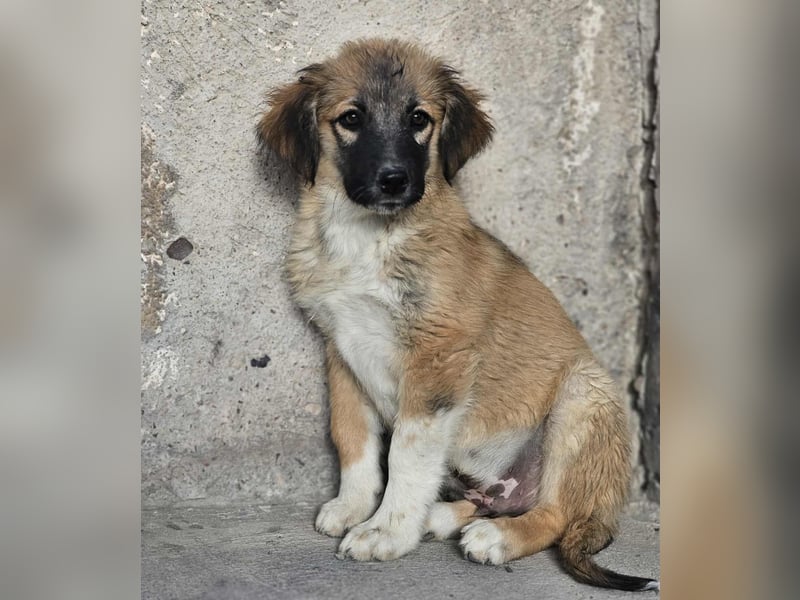 Cody - Familienanschluss gesucht