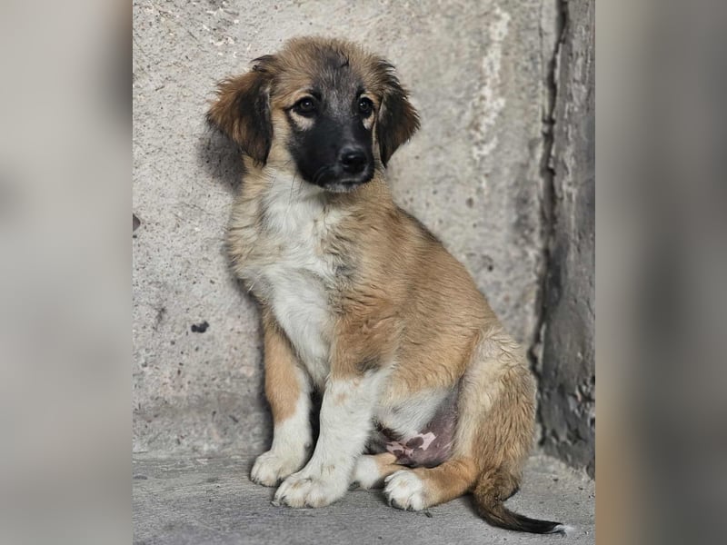 Cody - Familienanschluss gesucht