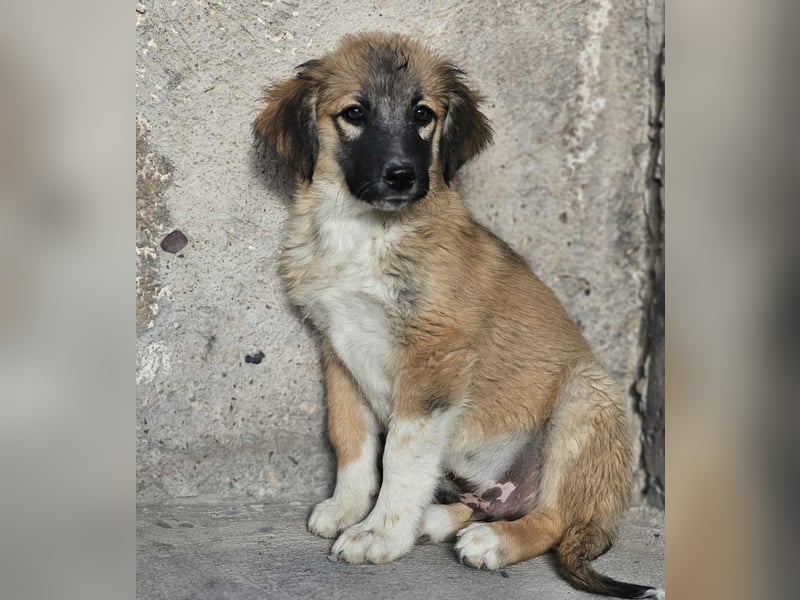 Cody - Familienanschluss gesucht