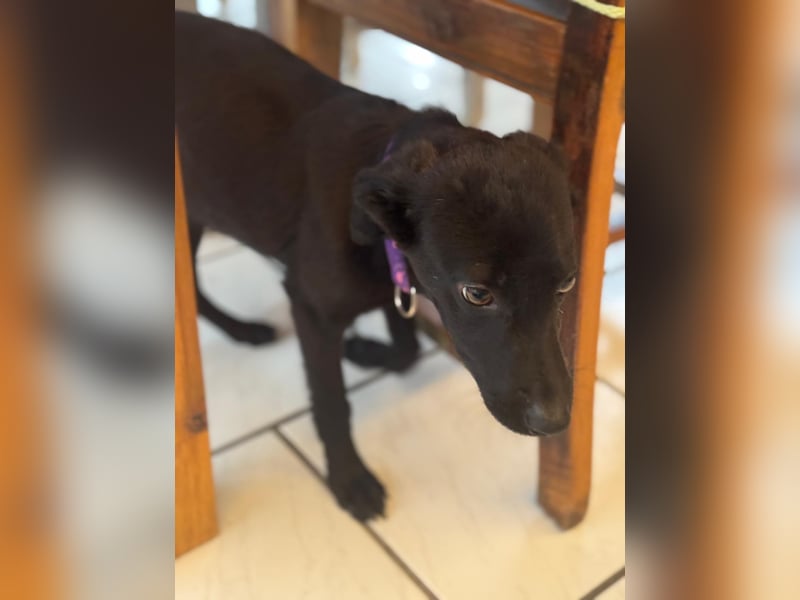 Nova sucht ihr Glück